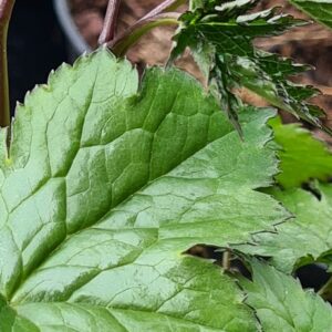 Actaea japonica 'Silver Dance'