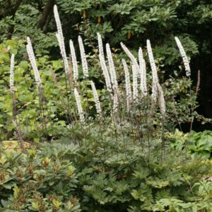 Actaea simplex 'Atropurpurea'