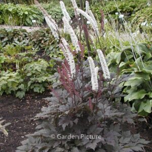Actaea simplex 'Brunette'