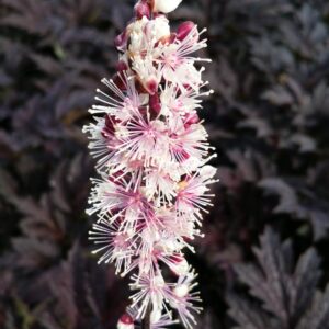 Actaea simplex 'Pink Spike'
