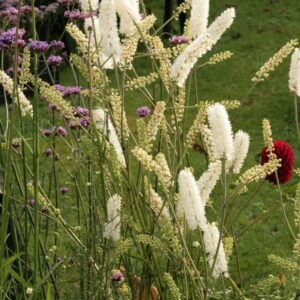 Actaea simplex 'White Pearl'