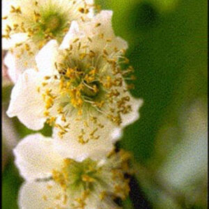 Actinidia deliciosa 'Atlas'