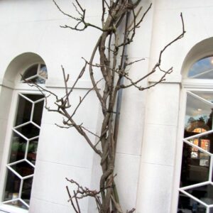 Actinidia deliciosa 'Boskoop'