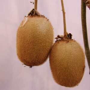 Actinidia deliciosa 'Hayward'