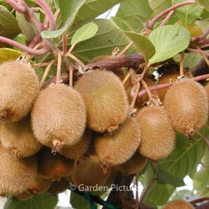 Actinidia deliciosa 'Jenny'