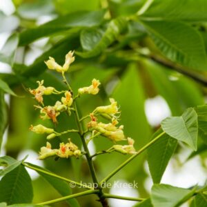 Aesculus 'Autumn Splendor'