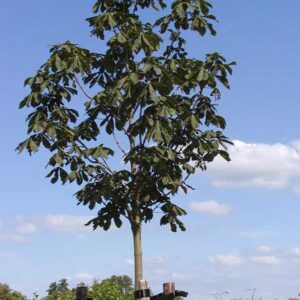 Aesculus 'Plantieriensis'