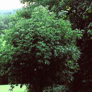 Aesculus flava 'Vestita'