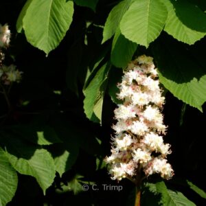 Aesculus hippocastanum 'Baumannii'