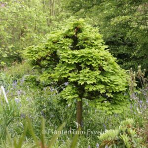 Aesculus hippocastanum 'Monstrosa'