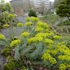 Aesculus mutabilis 'Induta'