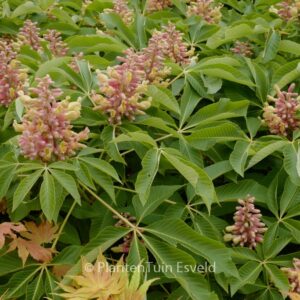Aesculus pavia 'Koehnei'