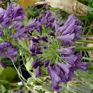 Agapanthus 'Poppin Purple'