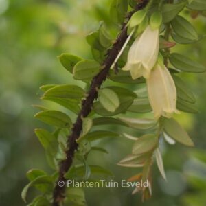 Agapetes serpens 'Nepal Cream'