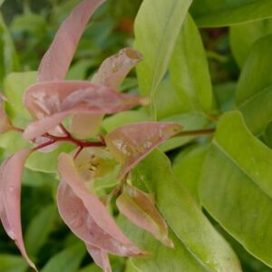 Agarista populifolia