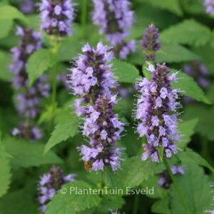 Agastache 'Black Adder'