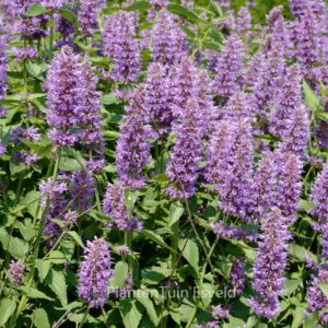 Agastache 'Blue Boa'