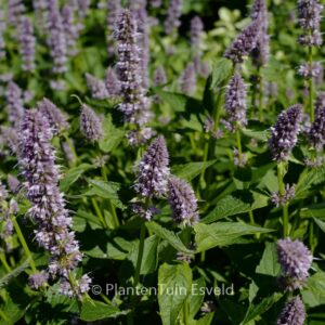 Agastache 'Blue Fortune'