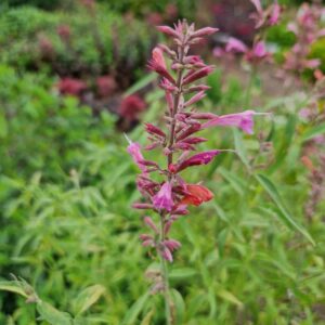 Agastache mexicana 'Duet'