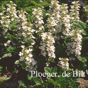 Ajuga reptans 'Alba'