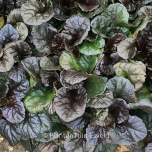 Ajuga reptans 'Black Scallop'