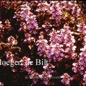 Ajuga reptans 'Pink Surprise'