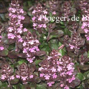 Ajuga reptans 'Rosea'