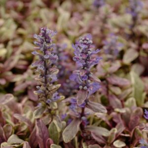 Ajuga tenorii 'Piotrek01' (PRINCESS NADIA)
