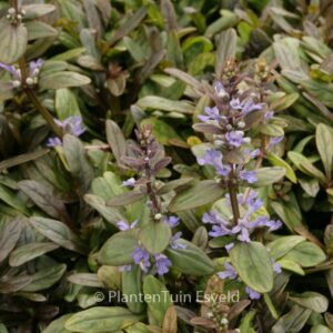 Ajuga tenorii 'Valfredda' (CHOCOLATE CHIP)