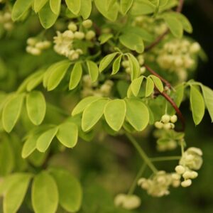 Akebia quinata 'Alba'