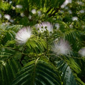 Albizia julibrissin