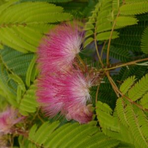 Albizia julibrissin 'Pos 1' (TROPICAL DREAM)