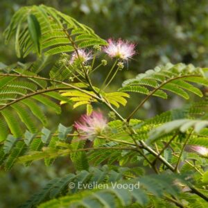 Albizia julibrissin 'Rosea'