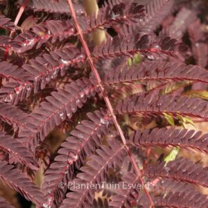 Albizia julibrissin 'Summer Chocolate'
