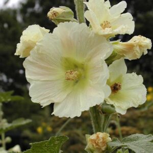 Alcea ficifolia