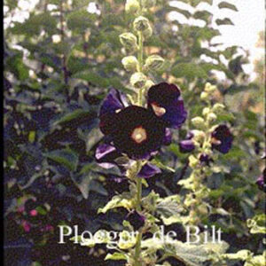 Alcea rosea 'Nigra'