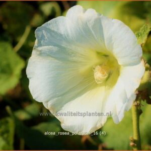 Alcea rosea 'Polarstar'