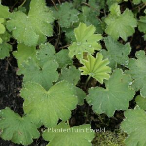 Alchemilla epipsila