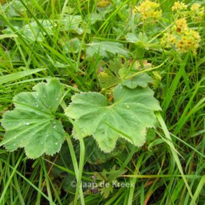 Alchemilla vulgaris