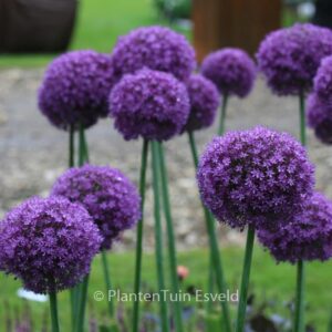 Allium 'Ambassador'