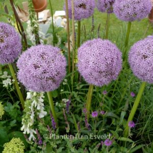 Allium 'Globemaster'