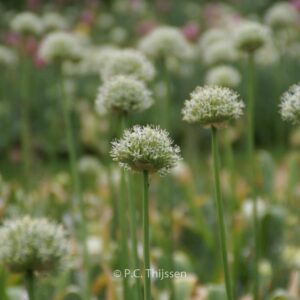 Allium 'Mount Everest'