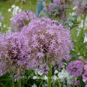 Allium 'Pinball Wizard'