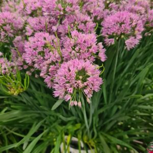 Allium 'Serendipity'