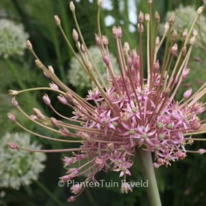 Allium schubertii