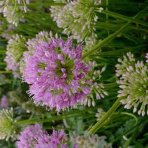 Allium senescens 'Avatar'