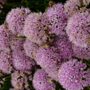 Allium senescens 'Silver Spreader'