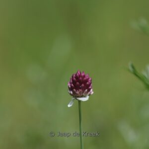 Allium sphaerocephalon