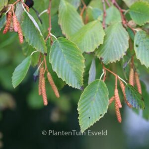 Alnus incana 'Aurea'