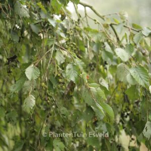 Alnus incana 'Pendula'